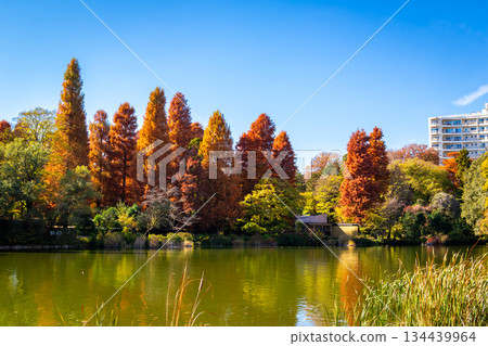 秋天,東京井之頭公園裡,五彩斑斕的秋葉倒映在池塘里,映照著湛藍的天空。 秋天,東京井之頭公園裡,五彩斑斕的秋葉倒映在池塘里,映照著湛藍的天空。 134439964