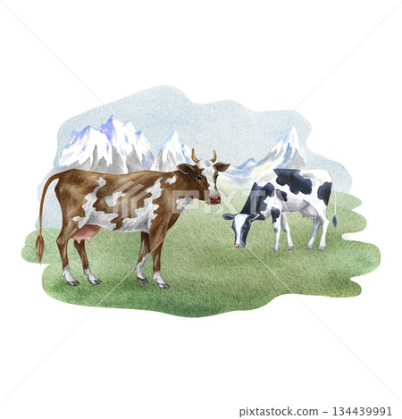 Grazing cows in a field with snow-capped mountains in the background. Hand-drawn watercolor illustration. For dairy farms or agricultural projects, for labels, packaging, banners, and more. 134439991