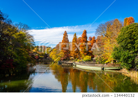 秋季，東京井之頭公園的秋葉色彩繽紛，天空湛藍。 134440132