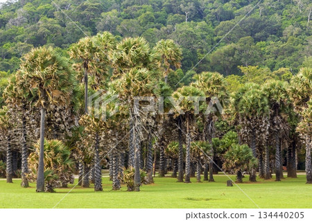 Beautiful tropical palm trees in the botanic garden Beautiful tropical palm trees in the botanic garden 134440205