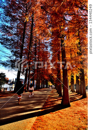 Late autumn in Bessho Numa Park: A tree-lined path lined with deciduous conifers with autumn leaves Late autumn in Bessho Numa Park: A tree-lined path lined with deciduous conifers with autumn leaves 134440249