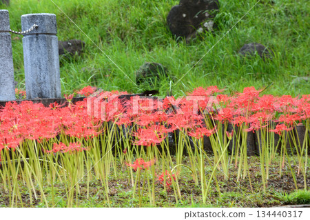 Goto Travel: Shiraragahama Manyo Park #39 Goto Travel: Shiraragahama Manyo Park #39 134440317