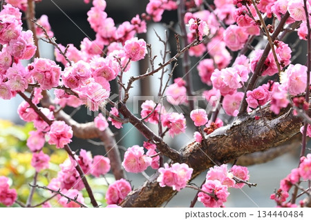 燦爛的粉紅色梅花 134440484