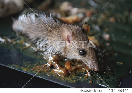 Brown rat in a mousetrap, closeup of photo 134440493