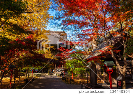 東京九本佛上真寺的秋景,通往寺廟的道路被秋葉覆蓋,天空湛藍清澈。 東京九本佛上真寺的秋景,通往寺廟的道路被秋葉覆蓋,天空湛藍清澈。 134440504