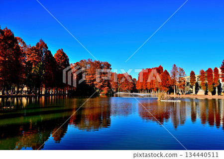 深秋的別所沼公園-落葉喬木倒映著秋葉的美景。 深秋的別所沼公園-落葉喬木倒映著秋葉的美景。 134440511