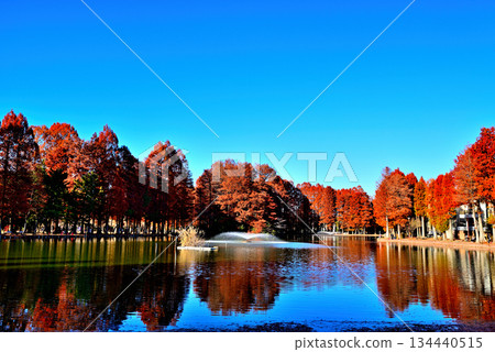 Bessho Numa Park in late autumn - Reflections of deciduous conifers with their autumn leaves 134440515