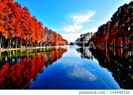 深秋的別所沼公園－落葉喬木倒映著秋葉的美景。 134440530