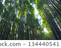 Narrow path of bamboo grove with sunlight filtering through foliage 134440541