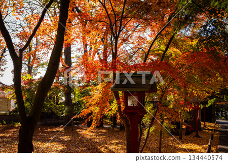 Colorful autumn leaves at Kuhonbutsu Joshinji Temple in Tokyo in autumn 134440574