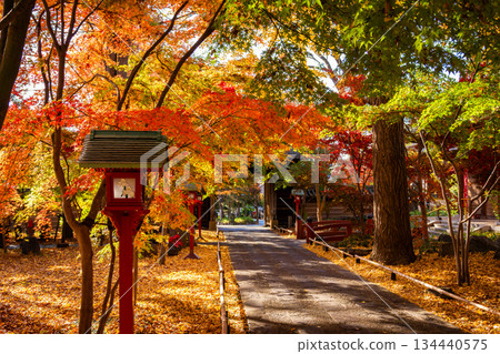 The approach to Kuhonbutsu Joshinji Temple in Tokyo in autumn is dyed in colorful autumn leaves 134440575