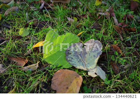 Leaves nestled together Leaves nestled together 134440621