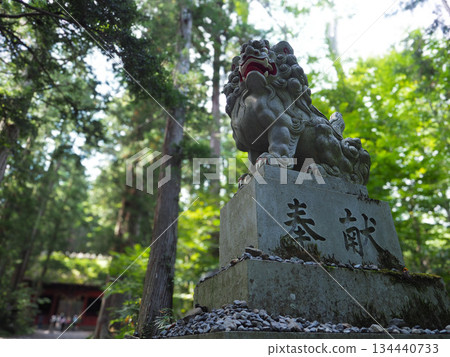 Komainu guardian dogs at the inner shrine of Togakushi Shrine, surrounded by lush cedar trees Komainu guardian dogs at the inner shrine of Togakushi Shrine, surrounded by lush cedar trees 134440733