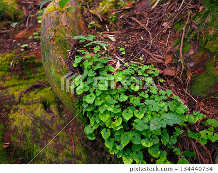 戶隱神社內殿的苔蘚根和附生植物 134440734