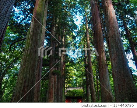 The Zuishinmon Gate of the Okusha Shrine of Togakushi Shrine, with its towering cedar trees The Zuishinmon Gate of the Okusha Shrine of Togakushi Shrine, with its towering cedar trees 134440780