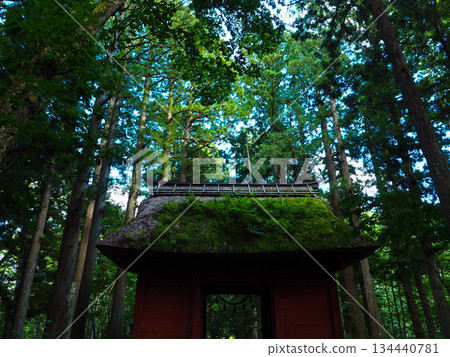 戶隱神社奧社的瑞神門，兩側聳立著高大的杉樹 134440781