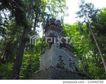 The guardian lion statues at the inner shrine of Togakushi Shrine, surrounded by towering cedar trees 134440789
