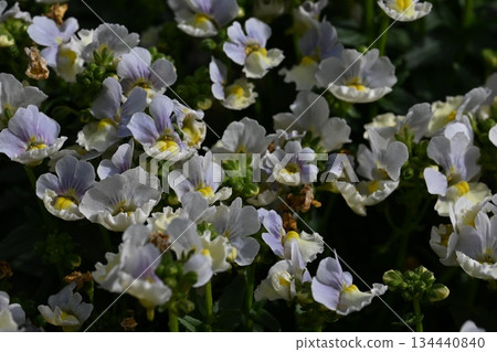 Purple flower Purple flower 134440840