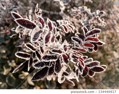 Young hoarfrost covers delicate rosehip leaves. Young hoarfrost covers delicate rosehip leaves. 134440917