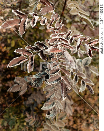 Young hoarfrost covers delicate rosehip leaves. 134440918