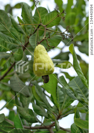 Cashew fruit growing on the tree branch in the garden. Cashew fruit is a tropical fruit. 134440994