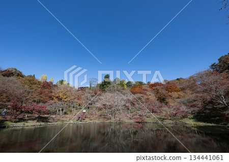 Autumn leaves of work park Autumn leaves of work park 134441061