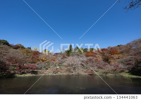 Autumn leaves of work park Autumn leaves of work park 134441063