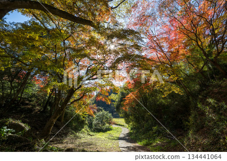 Autumn leaves of work park Autumn leaves of work park 134441064