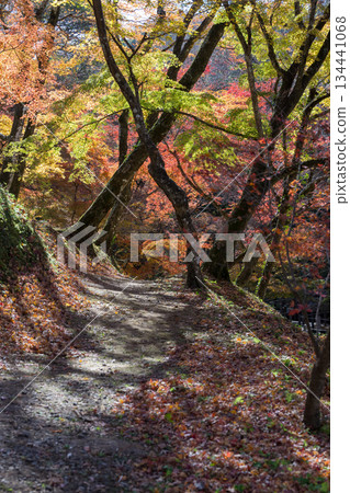 Autumn leaves of work park Autumn leaves of work park 134441068