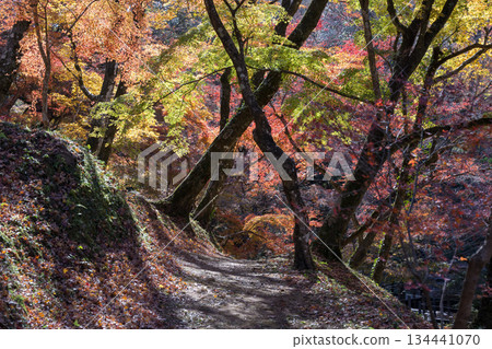 Autumn leaves of work park Autumn leaves of work park 134441070