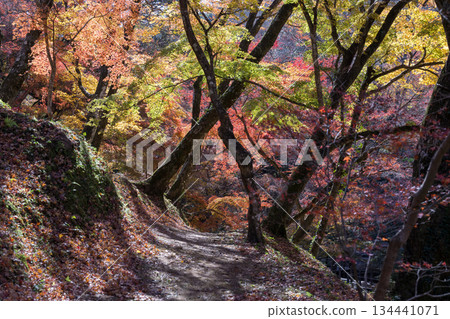 Autumn leaves of work park Autumn leaves of work park 134441071