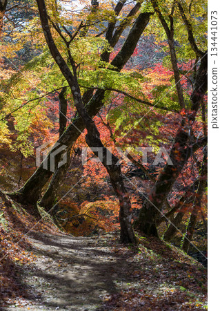 Autumn leaves of work park Autumn leaves of work park 134441073