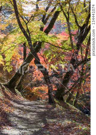 Autumn leaves of work park Autumn leaves of work park 134441074