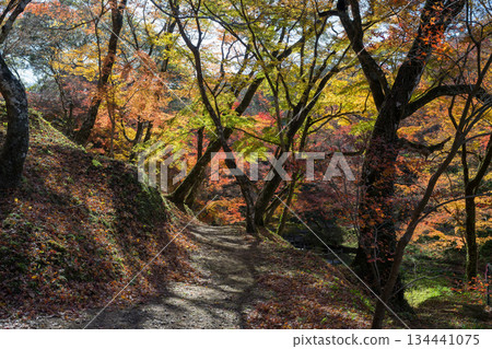 Autumn leaves of work park Autumn leaves of work park 134441075
