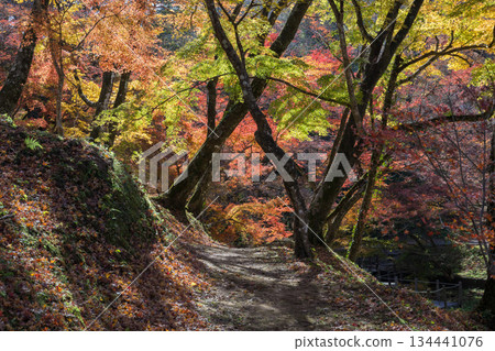 Autumn leaves of work park Autumn leaves of work park 134441076