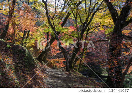 Autumn leaves of work park Autumn leaves of work park 134441077