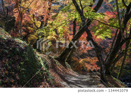 Autumn leaves of work park Autumn leaves of work park 134441079