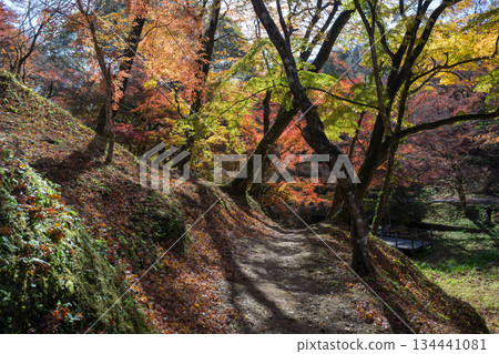 Autumn leaves of work park Autumn leaves of work park 134441081