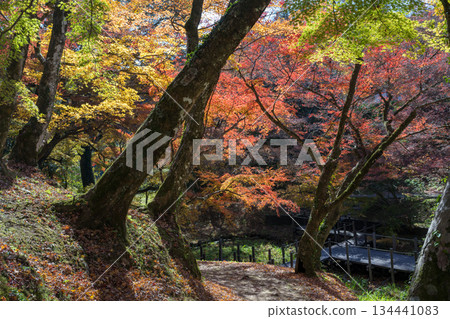 Autumn leaves of work park Autumn leaves of work park 134441083