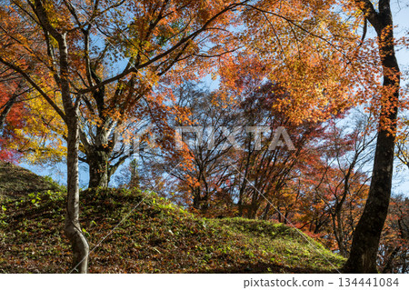 Autumn leaves of work park Autumn leaves of work park 134441084