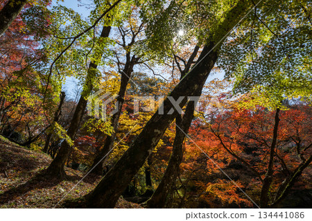 Autumn leaves of work park Autumn leaves of work park 134441086