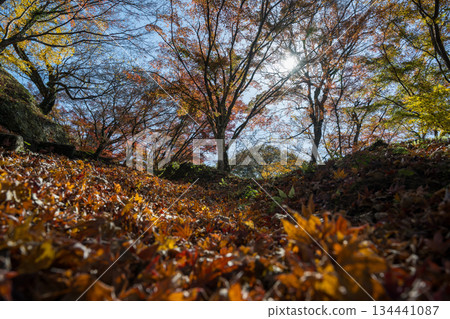 Autumn leaves of work park Autumn leaves of work park 134441087