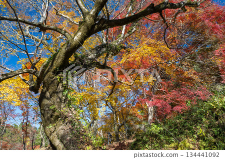 Autumn leaves of work park Autumn leaves of work park 134441092