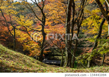 Autumn leaves of work park Autumn leaves of work park 134441094