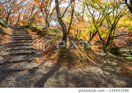 Autumn leaves of work park Autumn leaves of work park 134441096