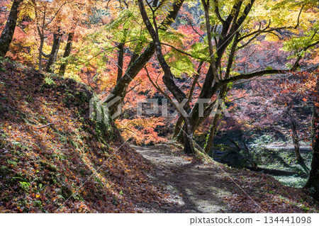 Autumn leaves of work park Autumn leaves of work park 134441098