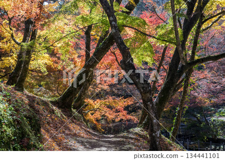 Autumn leaves of work park Autumn leaves of work park 134441101