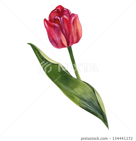 Elegant watercolor illustration of a red tulip with a long green leaf, painted in a soft natural style. Romantic botanical artwork perfect for spring designs, floral stationery, wedding decor, and Elegant watercolor illustration of a red tulip with a long green leaf, painted in a soft natural style. Romantic botanical artwork perfect for spring designs, floral stationery, wedding decor, and 134441172