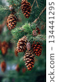 Pine cones hanging on evergreen branches in forest with moody light natural texture and seasonal background 134441295