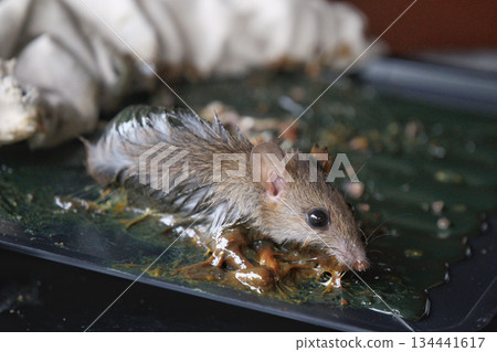Rat eating mouse food in the trap. Animal pest control concept. Rat eating mouse food in the trap. Animal pest control concept. 134441617